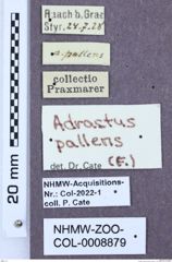 Etikette zu Adrastus pallens (Fabricius, 1792) (NHMW-ZOO-COL-0008879)